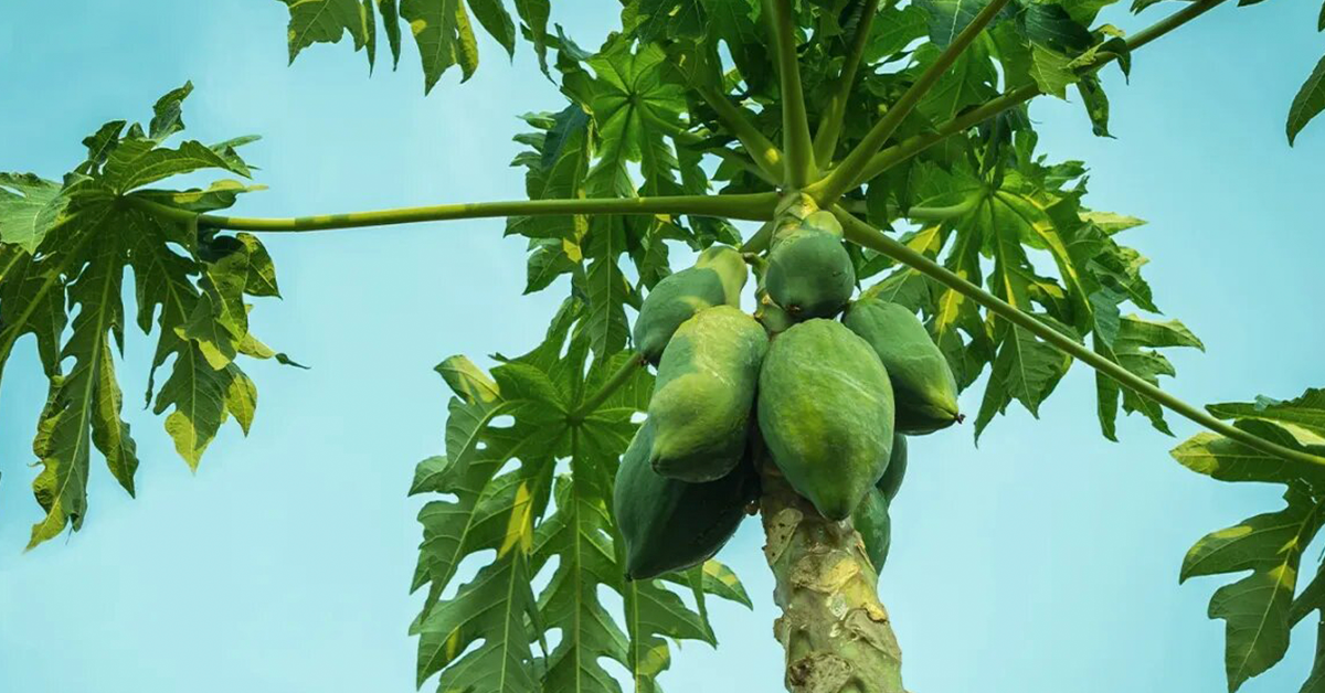 Can papaya leaf increase platelet count?