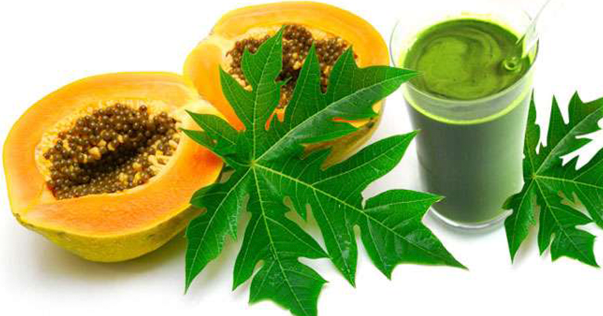 Who should not drink papaya leaf juice?