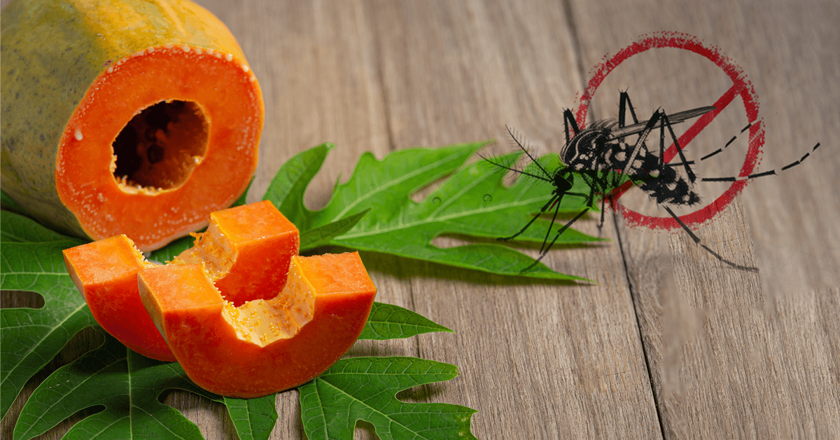 FAQs About Papaya Leaf and Dengue Fever