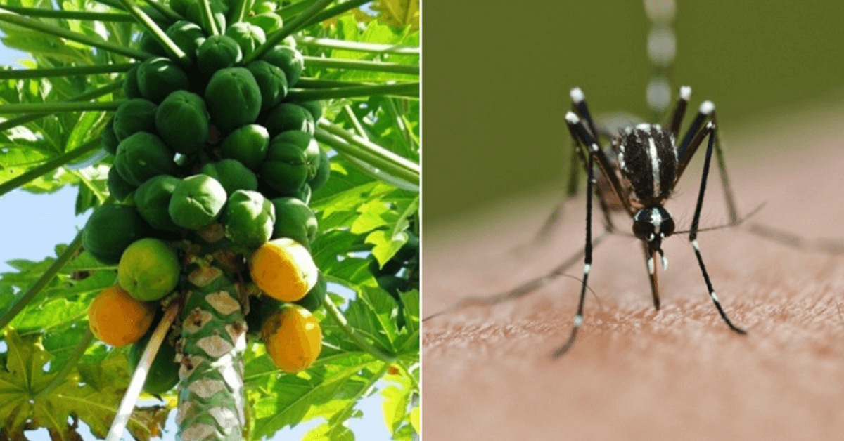 FAQs About Papaya Leaf and Dengue Fever