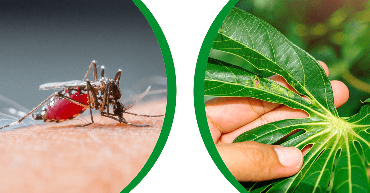 How Papaya Leaf Helps in Reducing Dengue Symptoms