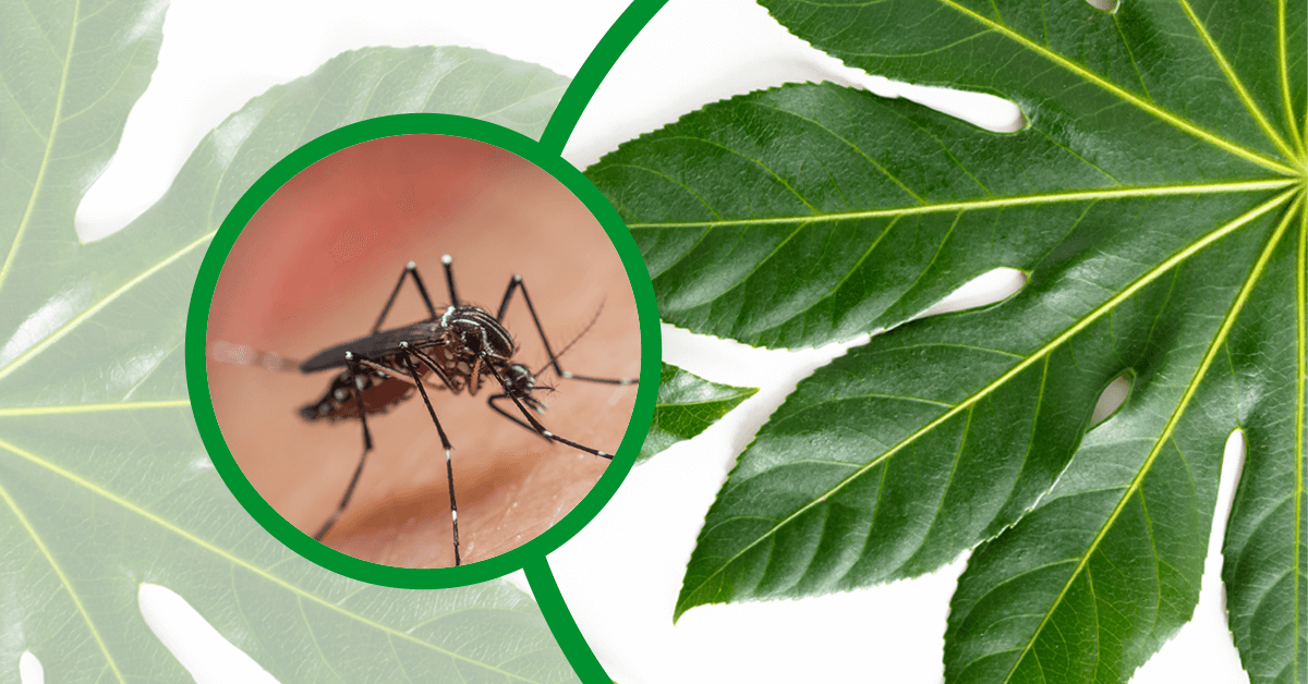 Top 5 Reasons to Use Papaya Leaf for Dengue Treatment